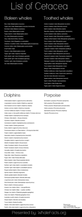 List Of Cetacea Infographic