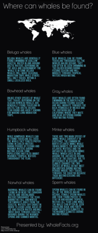 Where Do Whales Live Infographic