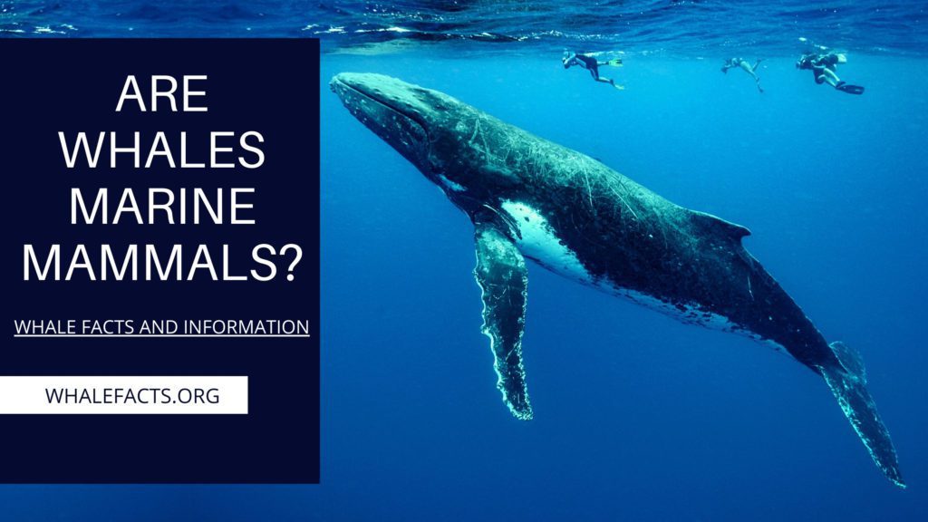 Are Whales Mammals? | History and Biology | Whale Facts