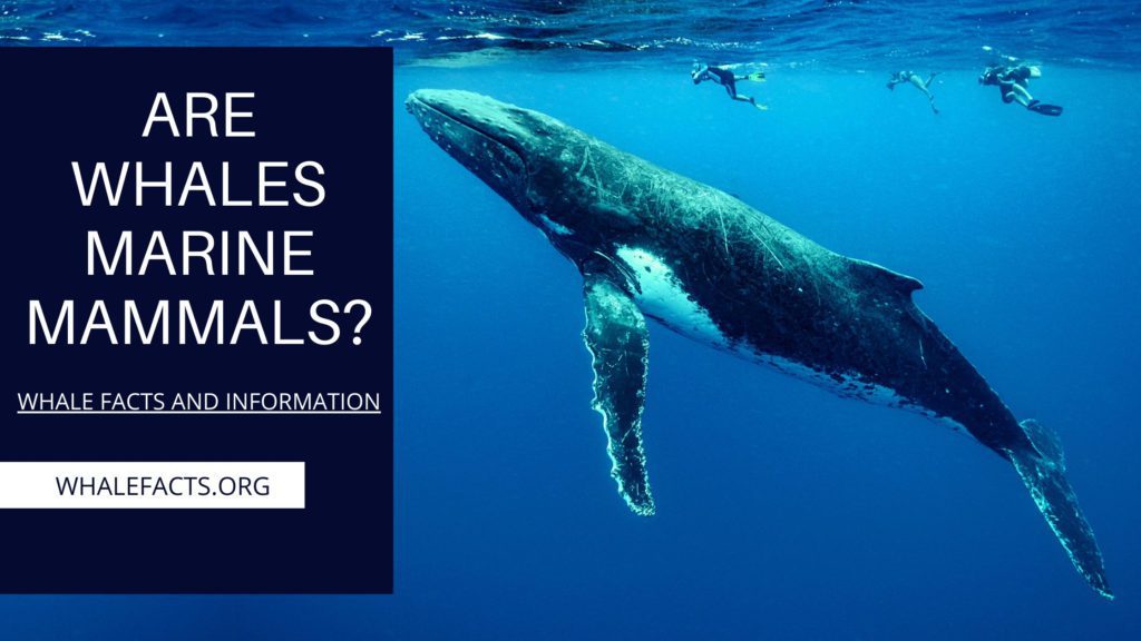 ARE WHALES MARINE MAMMALS