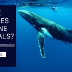 ARE WHALES MARINE MAMMALS