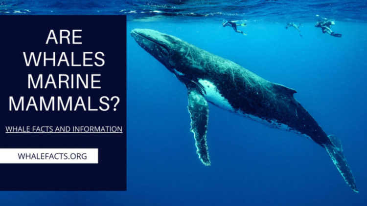 ARE WHALES MARINE MAMMALS