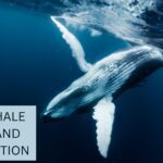 BLUE WHALE FACTS