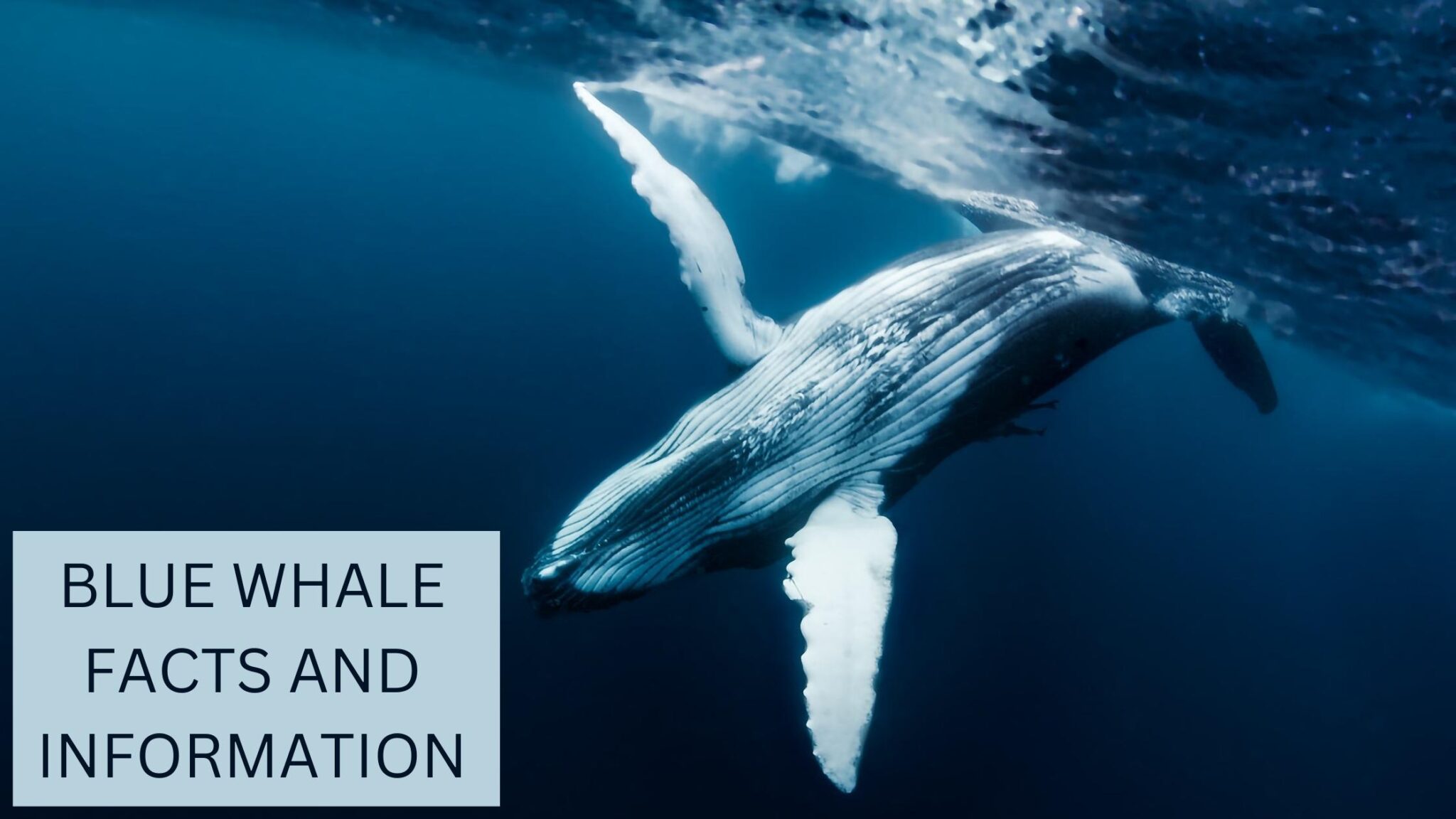 essay about blue whale