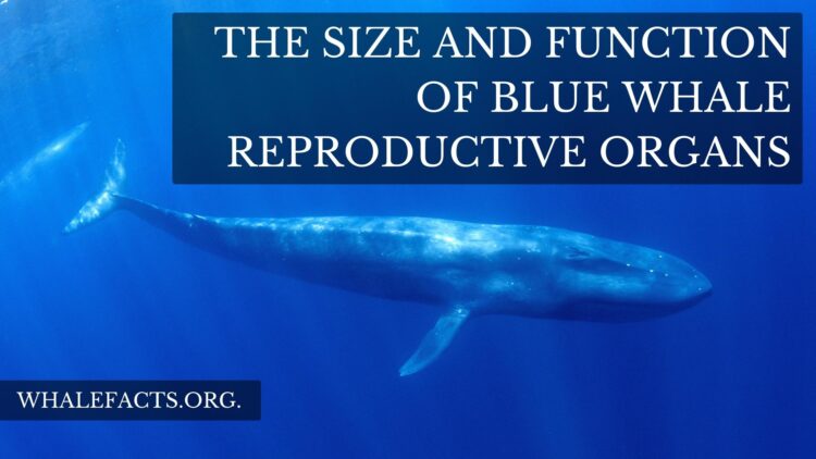 The Size and Function of Blue Whale Reproductive Organs
