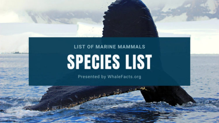 Marine Mammal Species List