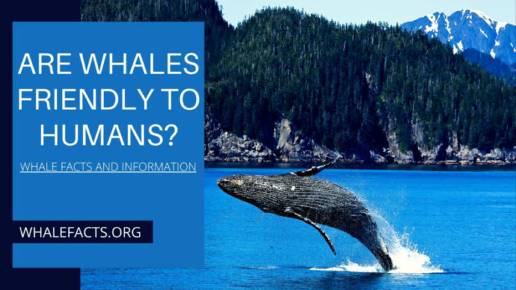 ARE WHALES FRIENDLY TO HUMANS