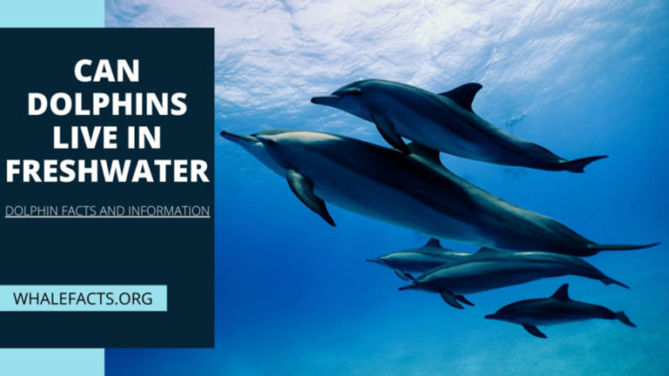 Can Dolphins Live in Freshwater 