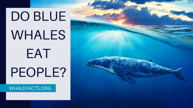 DO BLUE WHALES EAT PEOPLE