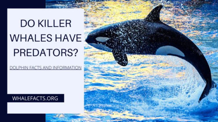 DO KILLER WHALES HAVE PREDATORS