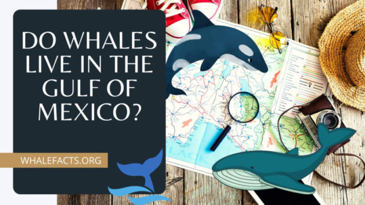 DO WHALES LIVE IN THE GOLF OF MEXICO