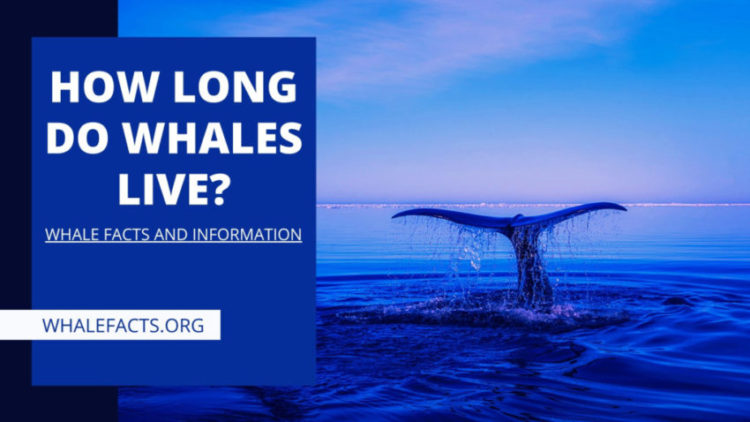 HOW LONG DO WHALES LIVE