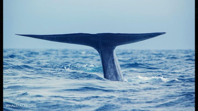 Interesting blue whale information