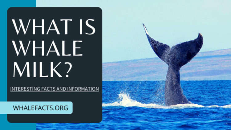 WHAT IS WHALE MILK