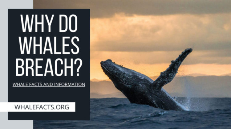 WHY DO WHALES BREACH