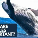 Why are whales important