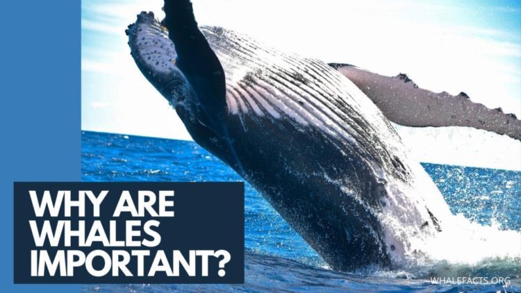 Why are whales important