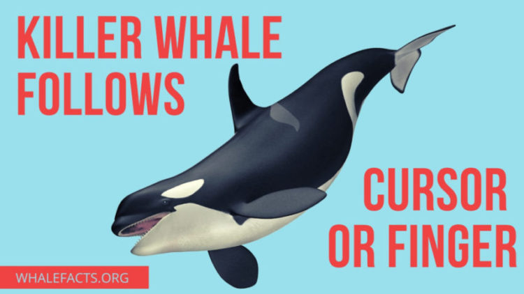 killer whale follows mouse cursor or finger