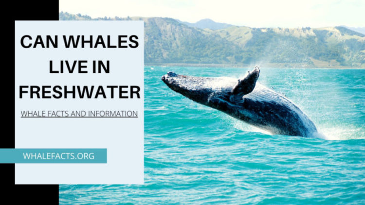 CAN WHALES LIVE IN FRESHWATER