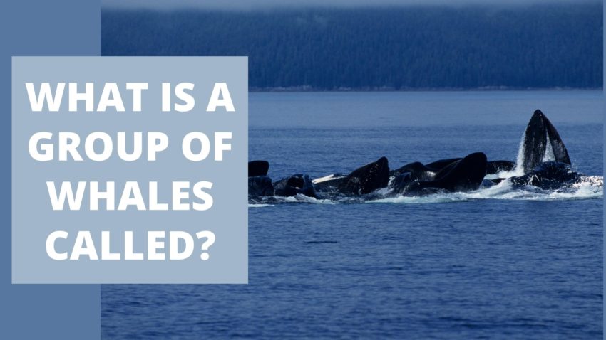 What Is A Group Of Whales Called