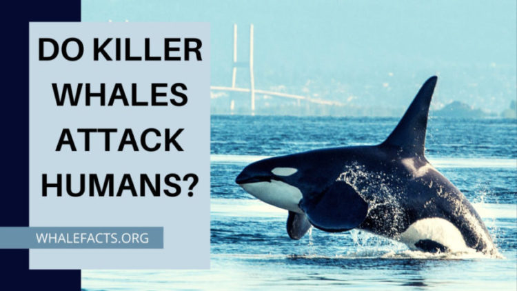 DO KILLER WHALES ATTACK HUMANS