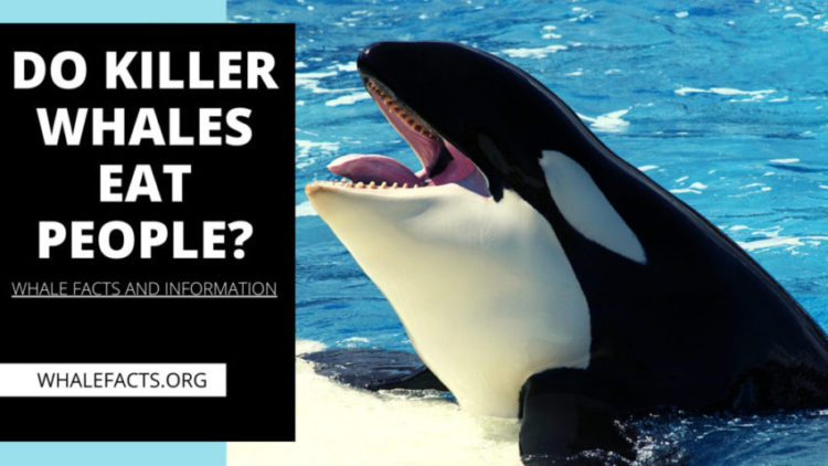 DO KILLER WHALES EAT PEOPLE