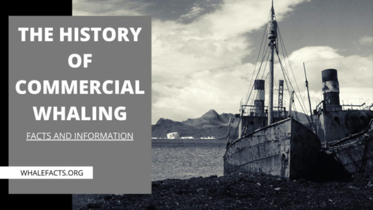 HISTORY OF COMMERICAL WHALING