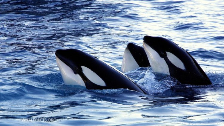 Killer whales in the wild