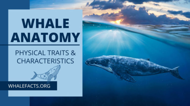 WHALE ANATOMY