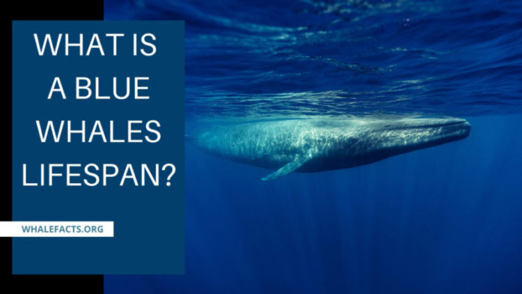 WHAT IS A BLUE WHALES LIFESPAN