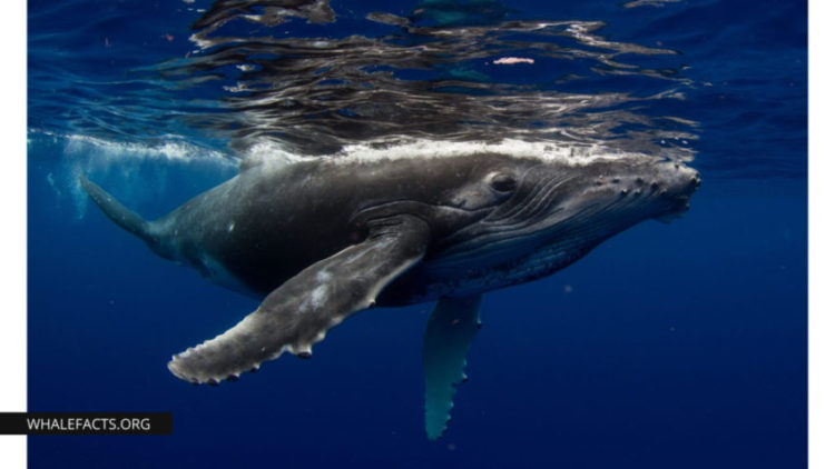 humpback whale facts