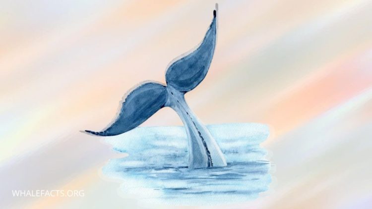 How Experiences Affect your whale dreams