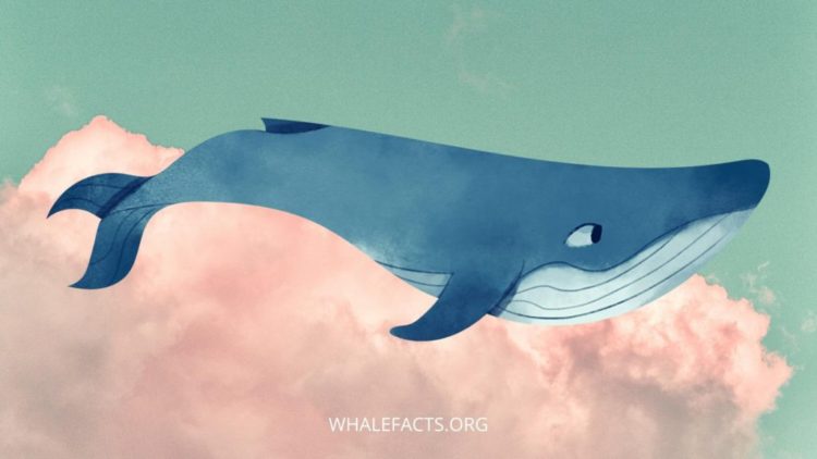 Tips for interpreting your whale dreams