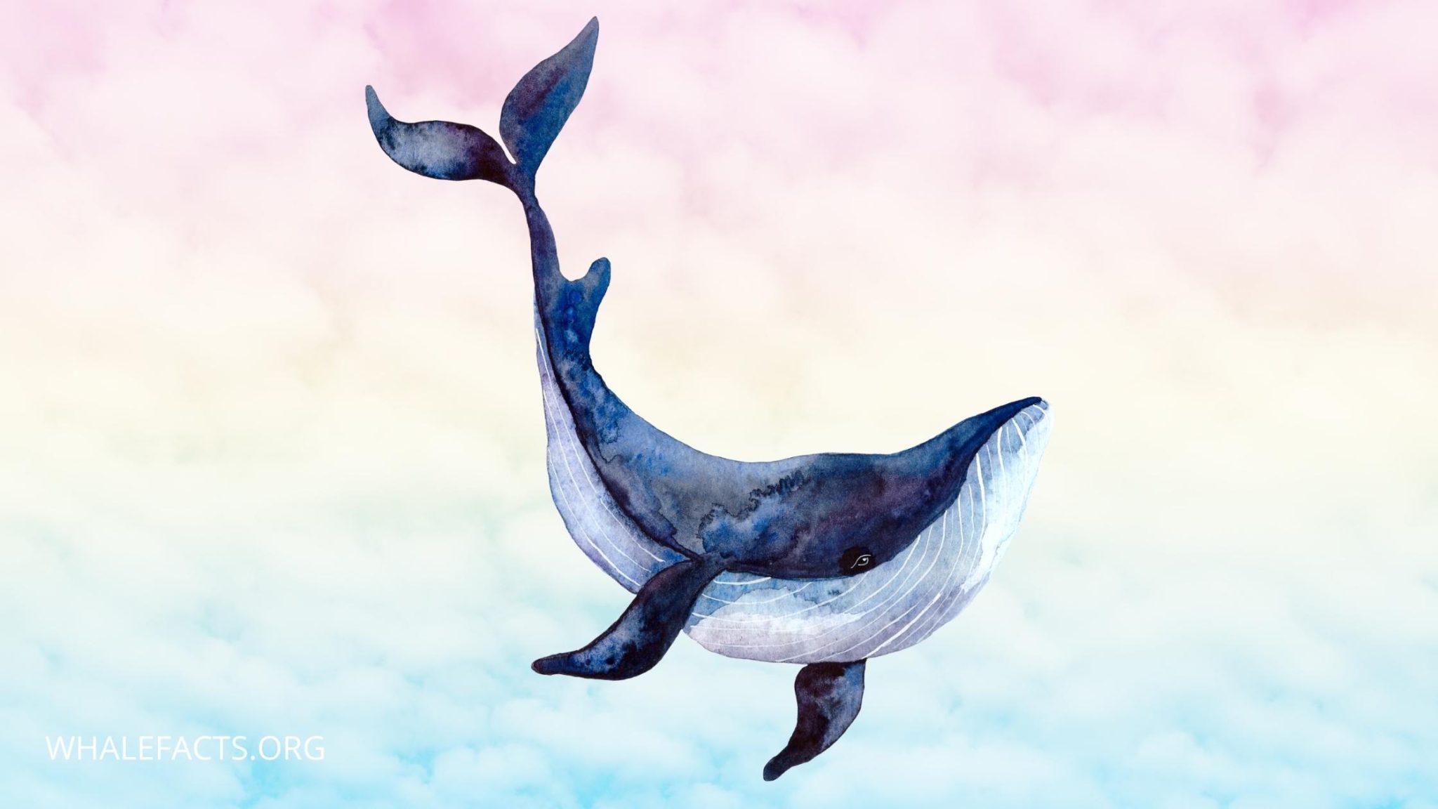 What Do Whales Mean In Dreams? Whale Facts