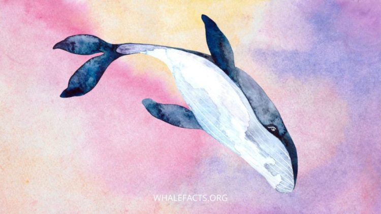 Whale interpretations of darkness and loss