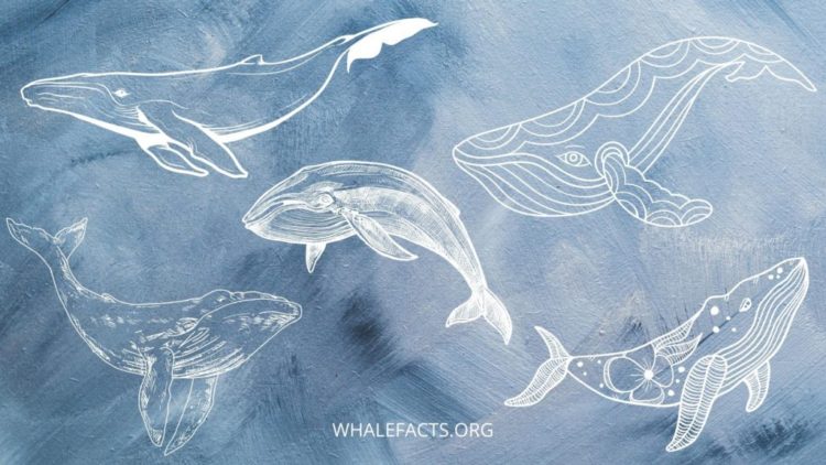 What recurring whale dreams mean