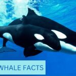 KILLER WHALE FACTS