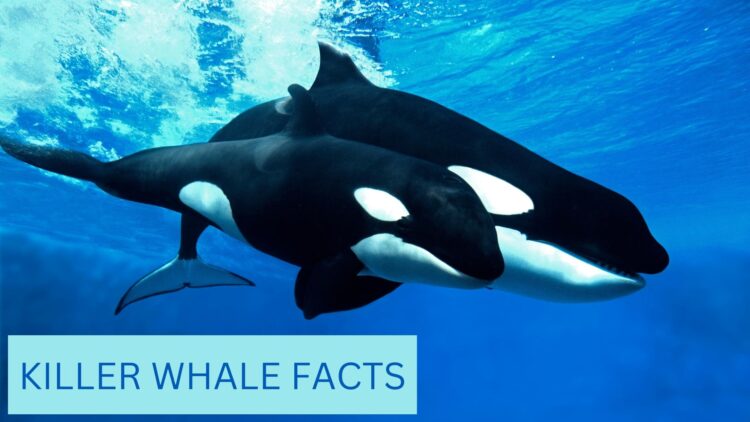 KILLER WHALE FACTS